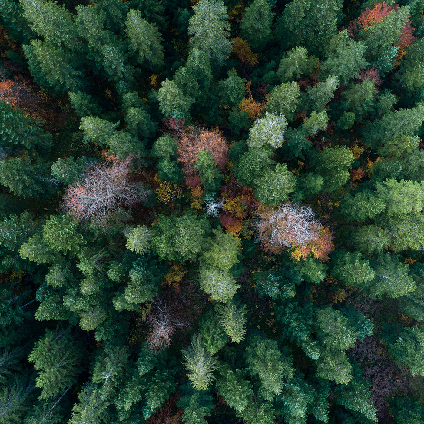 "Der Wald ist buchstäblich ein offenes Buch." | Bastian Kaiser über Geschichte und Wandel des Waldes