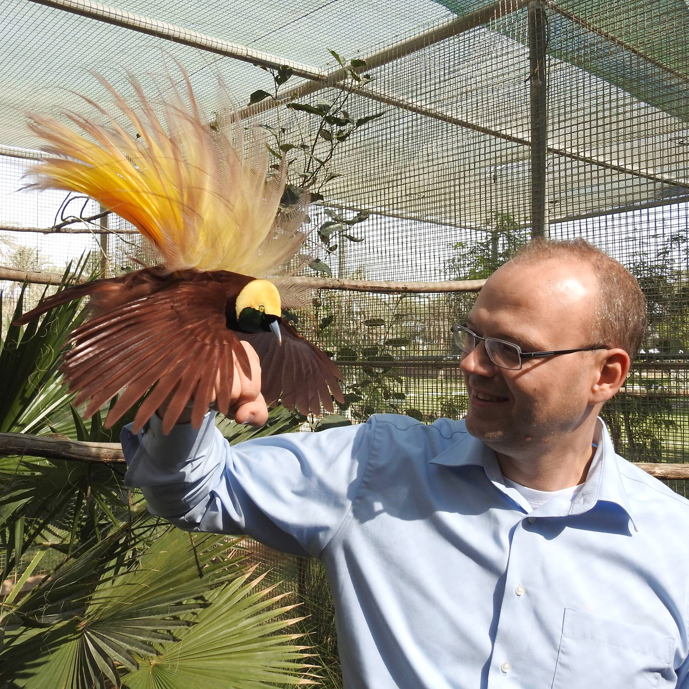 "Paradiesvögel sind im Prinzip Krähen in einem schönen Gewand." | Simon Bruslund über seltene Vögel und ihren Schutz