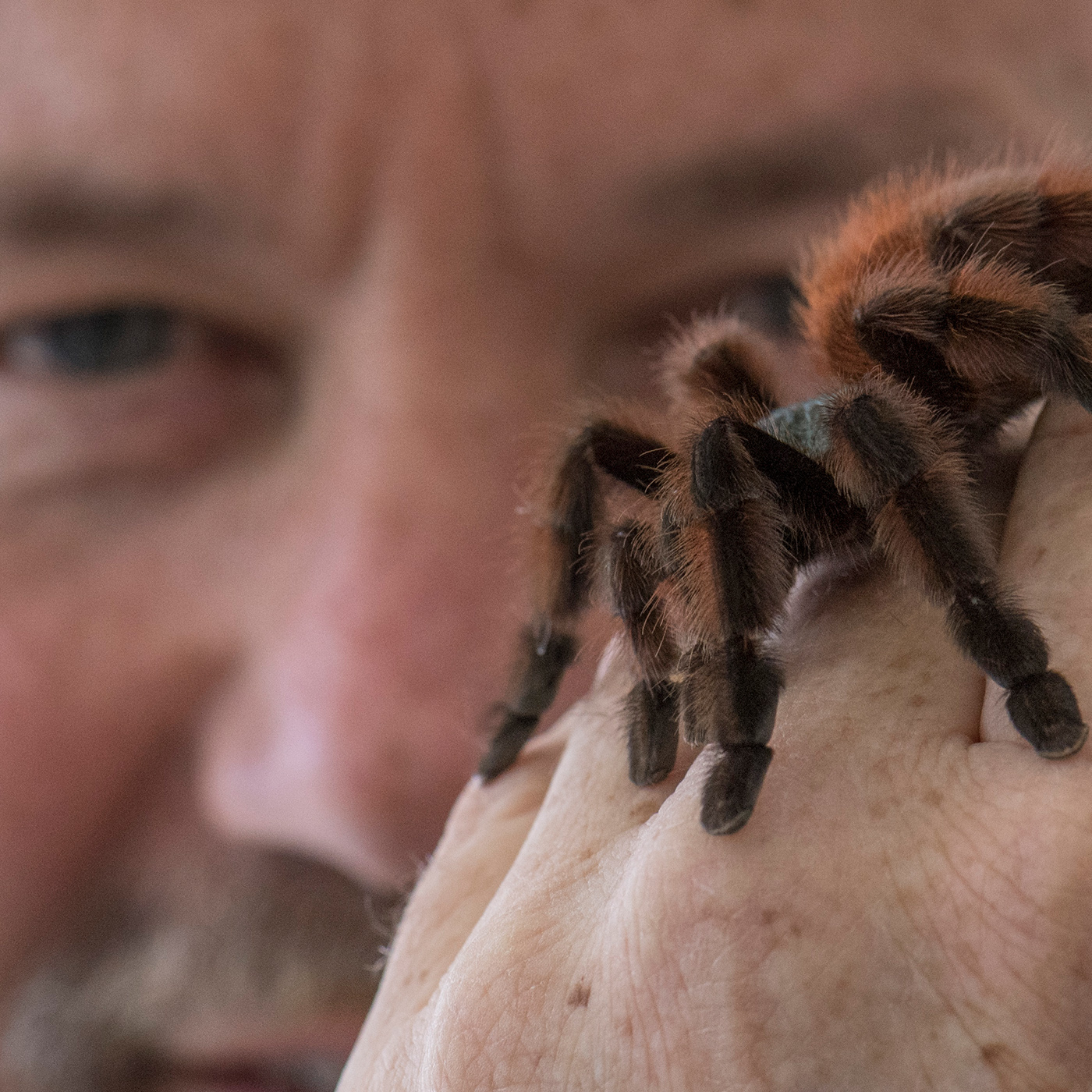 "Eine Vogelspinne auf der Hand ist ein tolles Gefühl." | Peter Jäger über Faszination und Nutzen der Spinnen