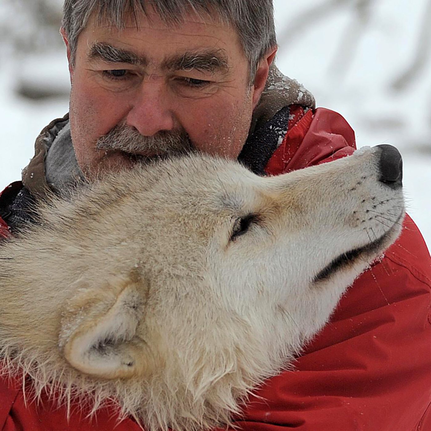 "Wölfe heulen nicht nur bei Vollmond." | Kurt Kotrschal über das Zusammenleben von Mensch und Wolf