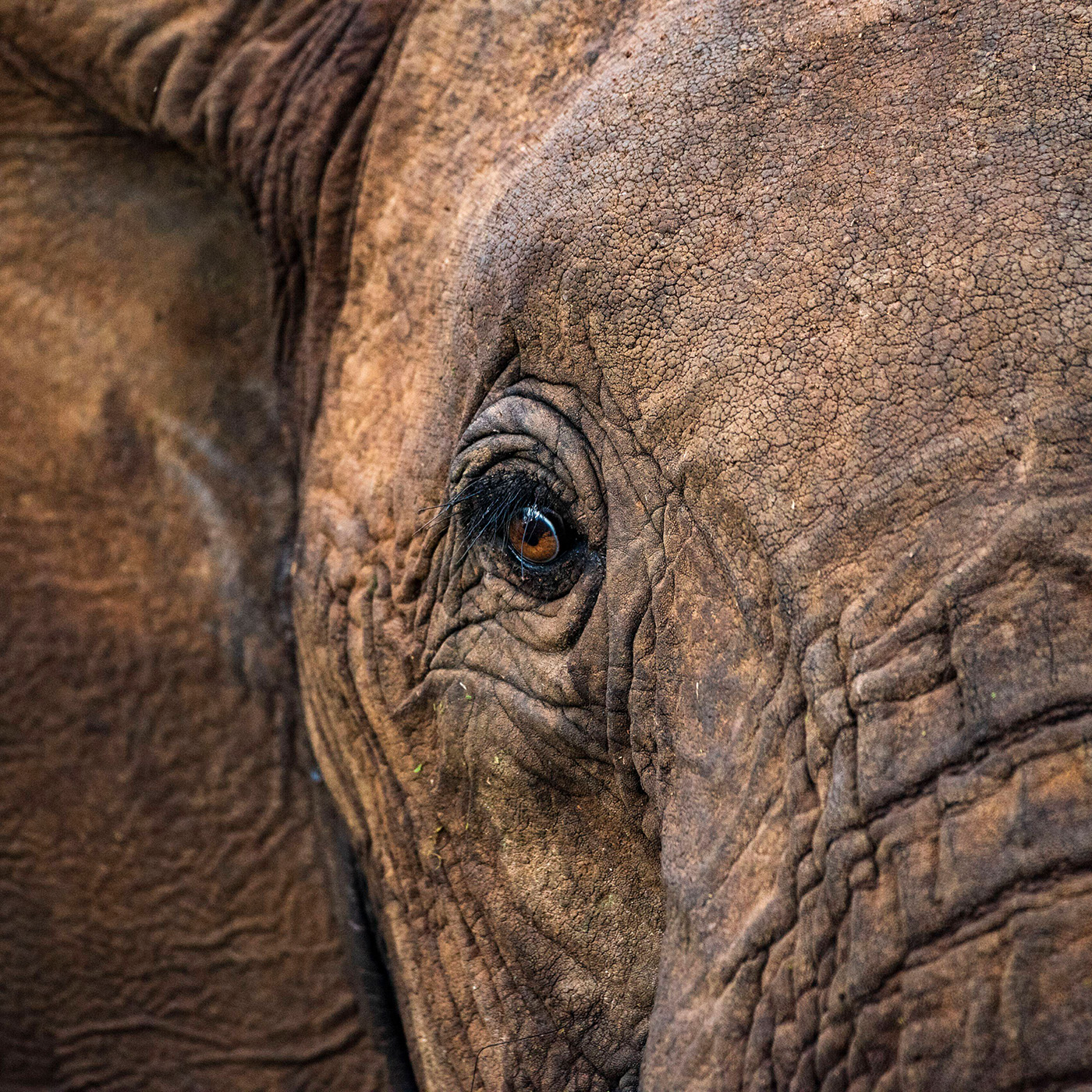 "Elefanten verfolgen mich seitdem ich ein kleiner Junge war." | Volkmar Wolters zu Tierökologie und Biodiversität
