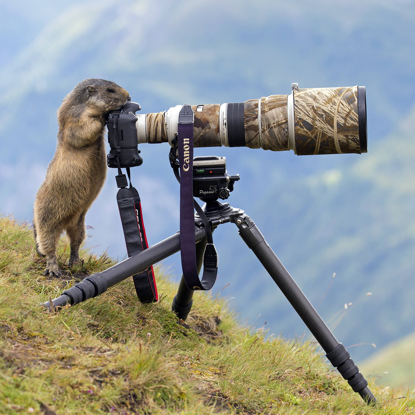 "Meine Ziegen tragen alle Ohr-Marke, warum nicht auch Ohr-Ring?" Julia Christe über die Kunst , Tiere zu fotografieren