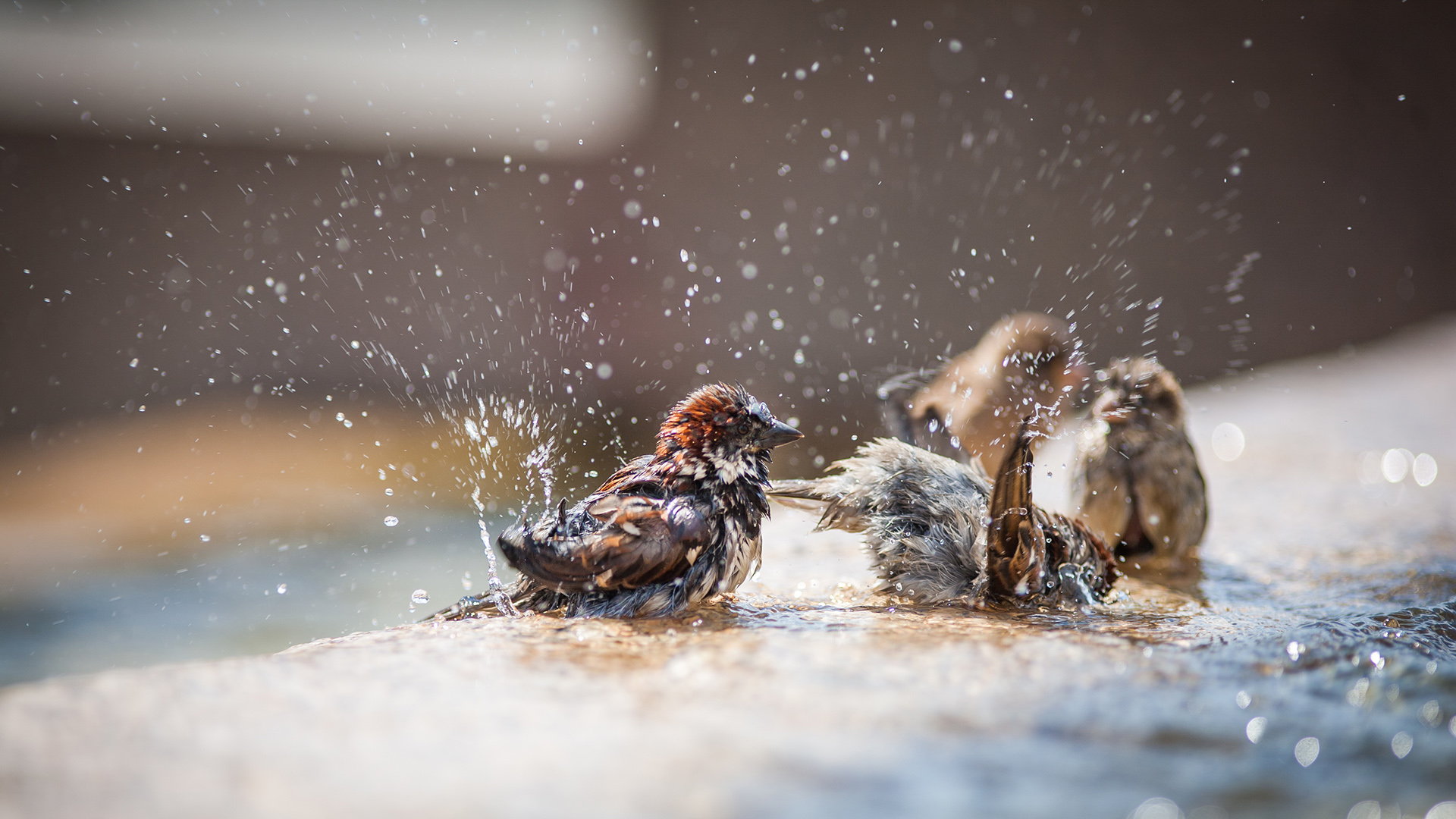 "Vögel faszinieren, weil sie so frei sind!" | Caroline Ring, "Vogelflüsterin"