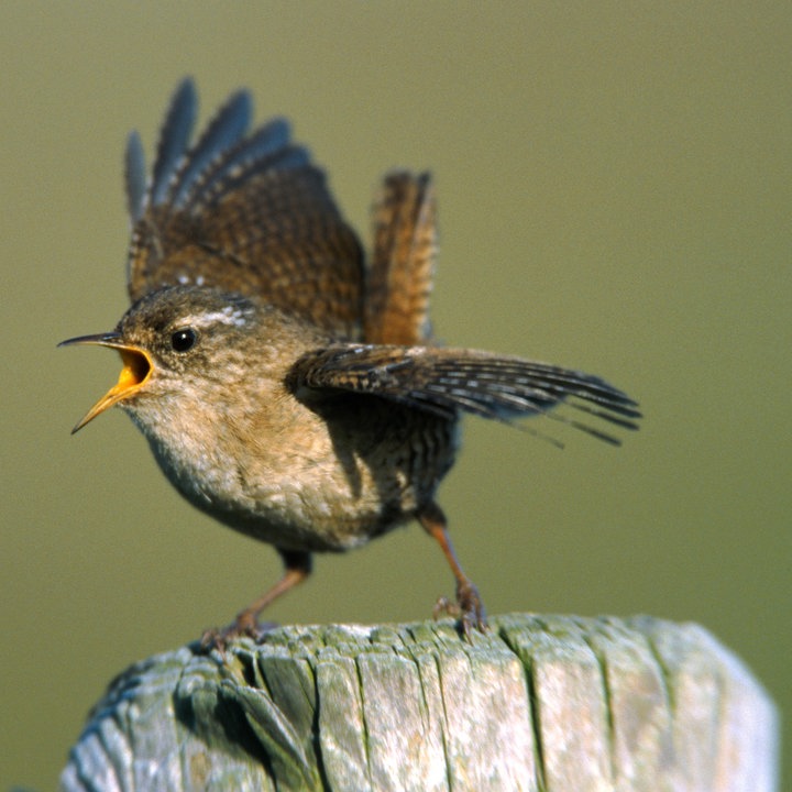 Messiaens Gesang der Vögel